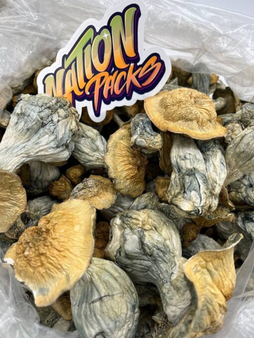 makilla gorilla magic mushroom