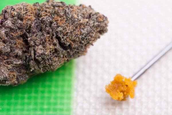 Fresh Cannabis Plant Used for Live Resin Production